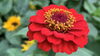昨年種から育て開花中の百日草(ジニア)「〜1日の激変〜」