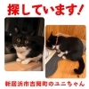 「迷い猫を探しています【新居浜市吉岡町】」