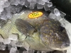 「魚魚市場鮮魚コーナーおすすめは「コロダイ・モアラ」です♪」