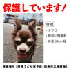 「迷い犬を保護しています【西条市三津屋南】」