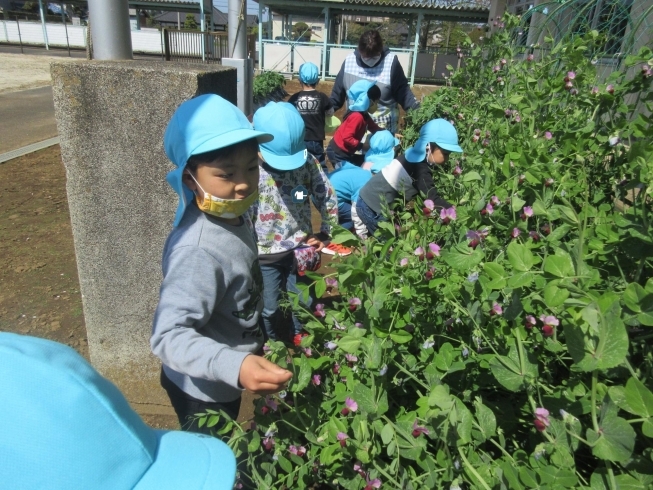 さやえんどうを収穫したよ！「今日から令和3年度が始まりました☆」