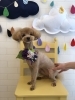 はじめまして「はなちゃん」「はじめまして　^ - ^」