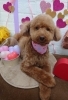 最近のあずき「【マイプードル】狂犬病予防接種」