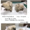 メガネフクロウのヒナ