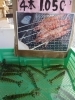 「お待たせしました！やっと入荷しました、活くるま海老をなんとその場で食べられます。【八千代店４号】」