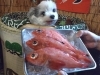 北海道えりも産の釣りきんき「キンキ」