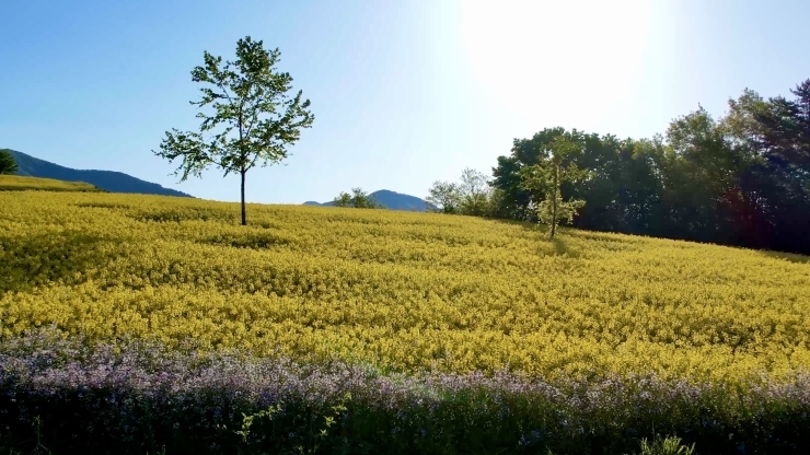 「熱塩加納町にあります三ノ倉高原で、菜の花畑を空撮をしてきました！」