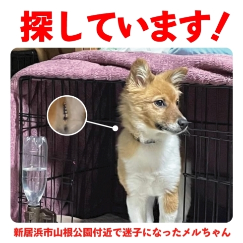 「迷い犬を探しています【新居浜市山根公園付近】」