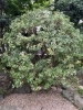 アセビ　剪定後「庭の手入れ。アセビの剪定。横浜市磯子区、金沢区。植木、造園、庭のご相談は庭一。」