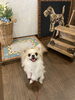 笑顔が可愛いチワワのふうたくん♡「わんちゃんがすっっっごく喜ぶオープンファーム サーモンレシピ♡」