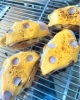 ハムチーズクロッフル「新登場！ハムチーズクロッフル♪【福井韓国風カフェ Hugpopo ハグポポ】」