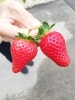 「家庭菜園のいちご。赤く大きく育ちました♪(*^^*)」