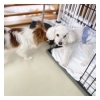 5月～8月お休みご案内★新潟市犬の保育園♪犬のトリミングHappyTail
