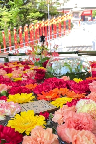 赤いカーネーションは鳥居と相性ぴったりです「第二回花手水がはじまりました」