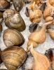 「本日5月16日のおすすめ！　苫小牧産ホッキ、さしみつぶ、函館産ヤリイカ、せたな産縞ぞい、紅鮭カマ500gなど入荷しております」
