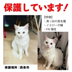 【新居浜市】子猫の里親募集のお知らせ！