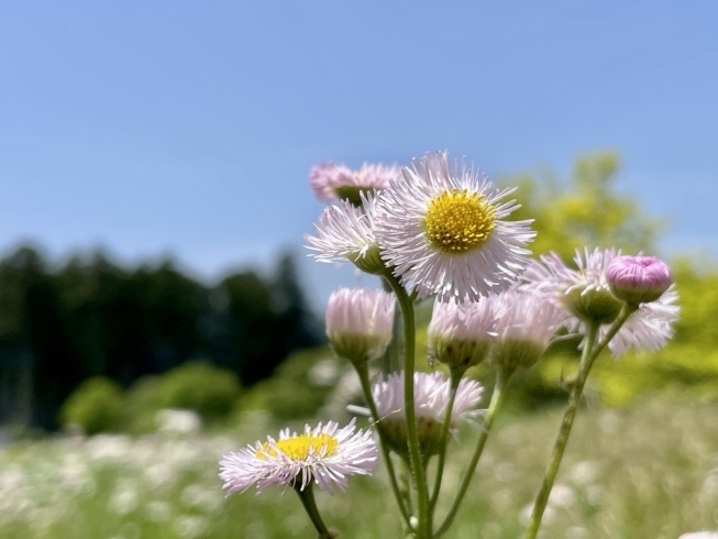 青空と新緑と花々が眩しい日々です「【所長より】世の中がどんな変わり方をしても、税金がなくなるはずがありません」