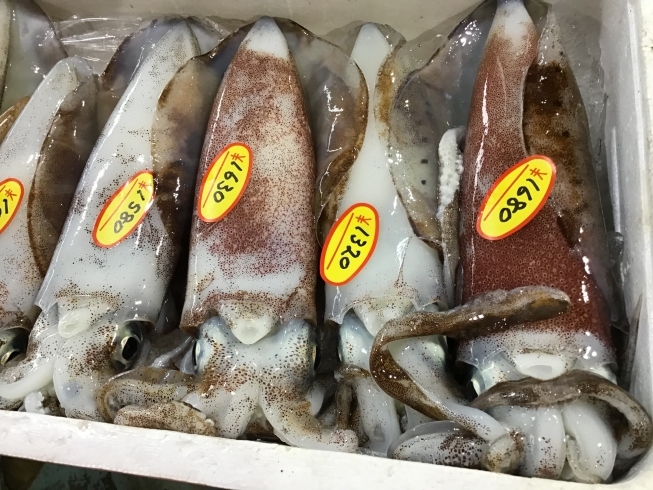 「魚魚市場鮮魚コーナーおすすめは「水イカ・カナトフグ」です♪」