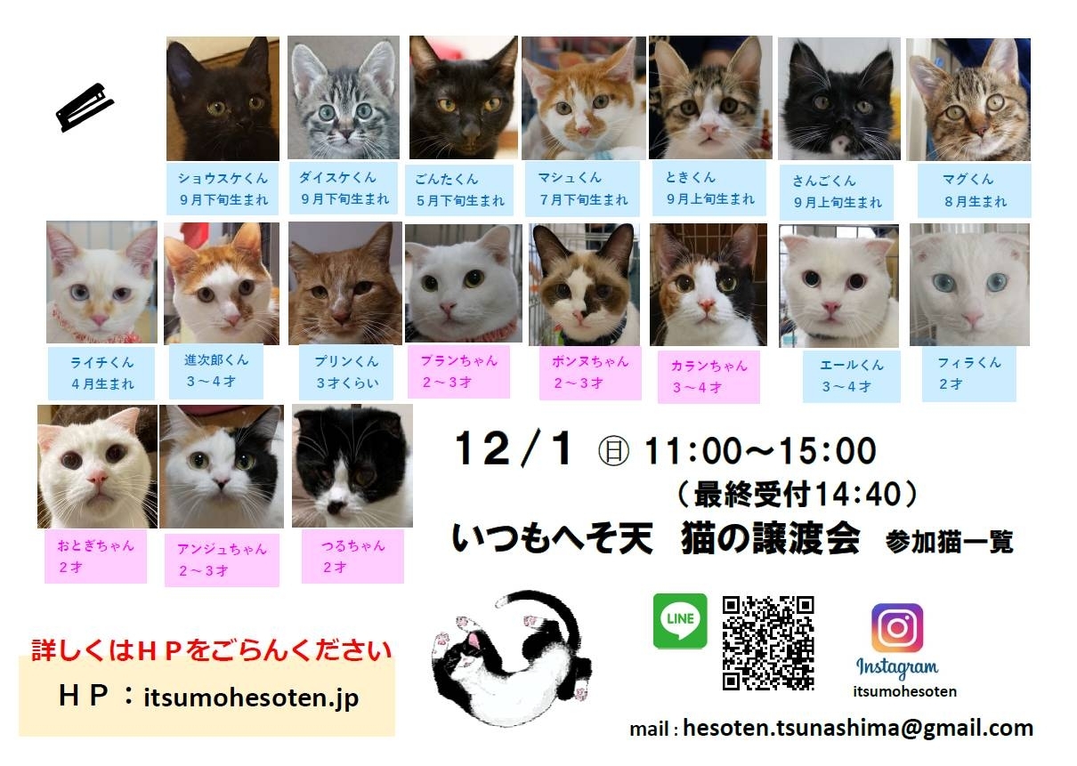 12 1 猫の譲渡会のお知らせ 参加メンバー 猫 が ねこ で ネコ まいぷれ 横浜市都筑区