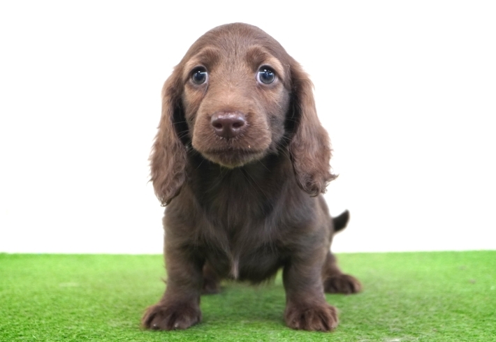 「ミニチュアダックス子犬情報」