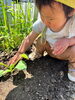 「苗植え！」