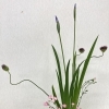 今月の新月