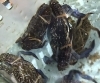 「魚魚市場鮮魚コーナーおすすめは「ワタリガニ・ハマグリ」です♪」