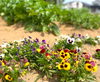 奥に見えるのはナス。無農薬で育てています☺「季節毎に咲くお花が楽しめる「常磐の杜」」