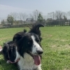 Today's dog