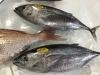 「魚魚市場鮮魚コーナーおすすめは「シビマグロ」です♪」
