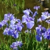 花しょうぶ園開園のお知らせ