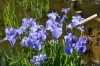 ハナショウブ「花しょうぶ園開園のお知らせ」