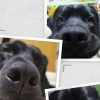 my dog
