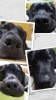 福手夢くん「my dog」