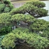 庭の手入れ。五葉松の剪定。横浜市磯子区、金沢区、植木、造園、庭のご相談は庭一。