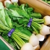 セリ場に「かぶ」が出荷され始めてますよー！ 岩手県産「かぶ」