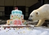 昨年の様子「ピース24歳の誕生会は12/2予定です。」