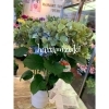 鉢入荷！