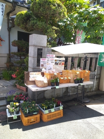 千葉県産の野菜とお花をお寺前で販売中！「日蓮宗妙栄院　野菜とお花販売所」