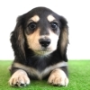 ミニチュアダックス子犬情報