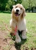 「ご愛犬と信頼関係を築けていますか？　」