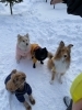 ワクチン接種後は激しい運動は控えてね「【ウミンチュの子育て日記】仔犬期のワクチン接種 Part2」