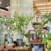 「【はなやホック皆生店】さわやかなグリーンコーナー」