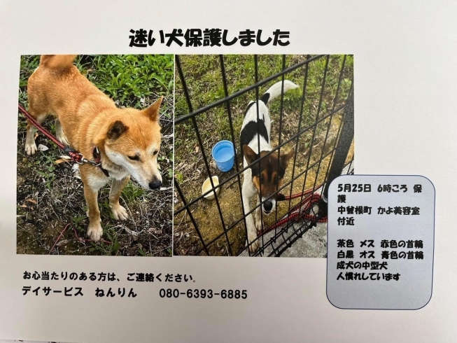 「迷い犬の情報提供について」