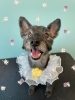 「お友達♡ Dog salon mofu mofu 余市町」