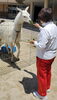 「移動動物園ご招待」