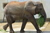 「アフリカゾウ「砥愛」10歳誕生会を行います。」