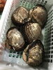 「魚魚市場鮮魚コーナーおすすめは「赤貝」です♪」