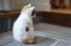 「最近のニャンズ・・・」