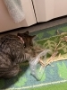 「こむぎ日記꙳★*ﾟ」